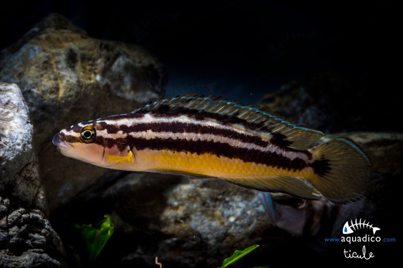 Julidochromis sp. 'ornatus uvira' Uvira